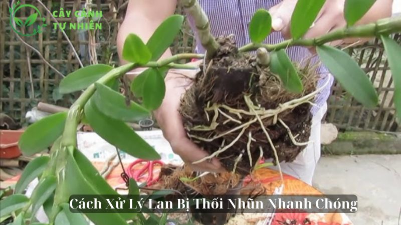 Cách Xử Lý Lan Bị Thối Nhũn