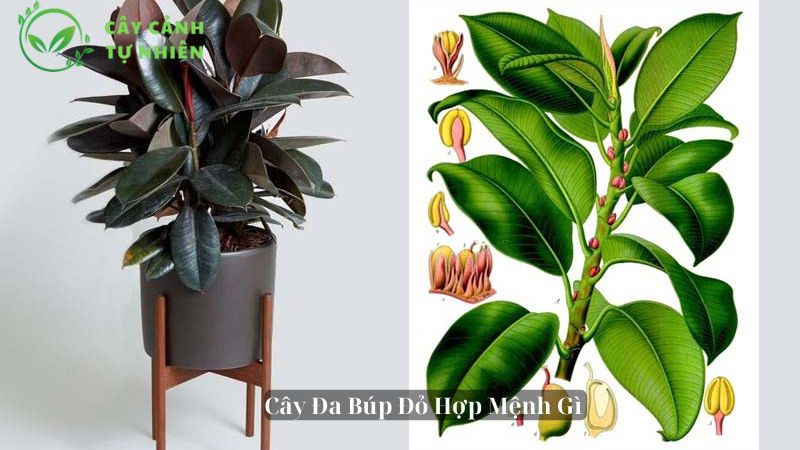 Cây Đa Búp Đỏ Hợp Mệnh Gì