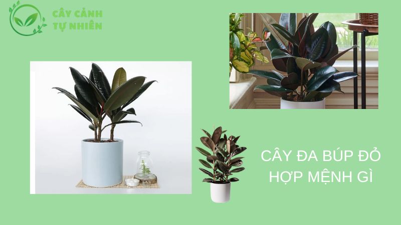 Cây Đa Búp Đỏ Hợp Mệnh Gì ? Ý Nghĩa