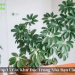 Cây Khử Độc Trong Nhà