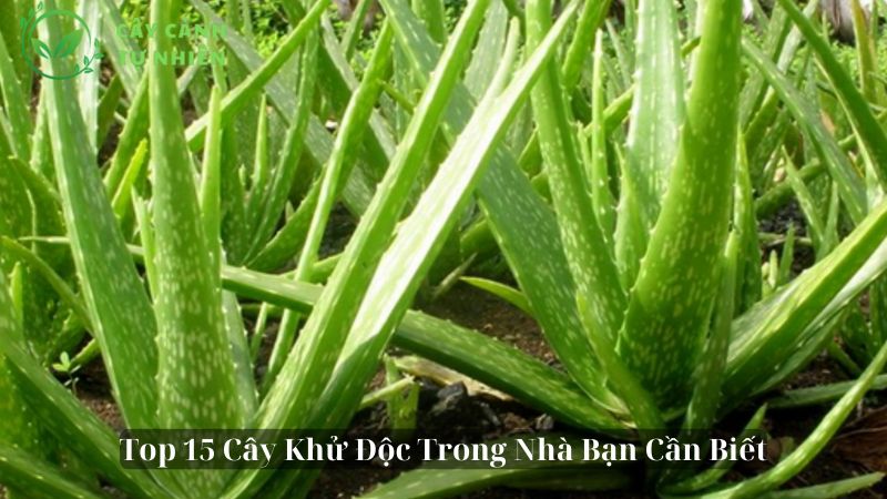 Cây Khử Độc Trong Nhà