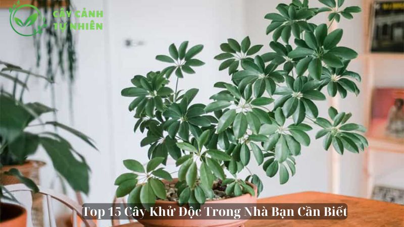 Top 15 Cây Khử Độc Trong Nhà Bạn Cần Biết