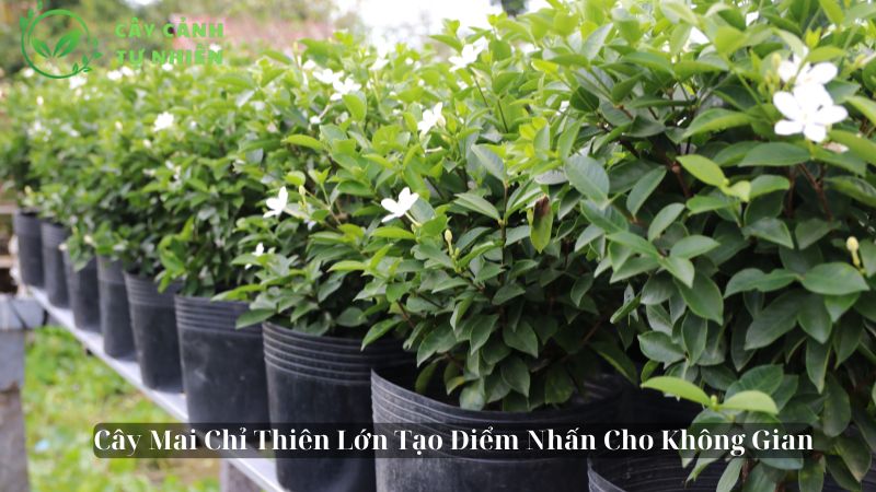 Cây Mai Chỉ Thiên Lớn