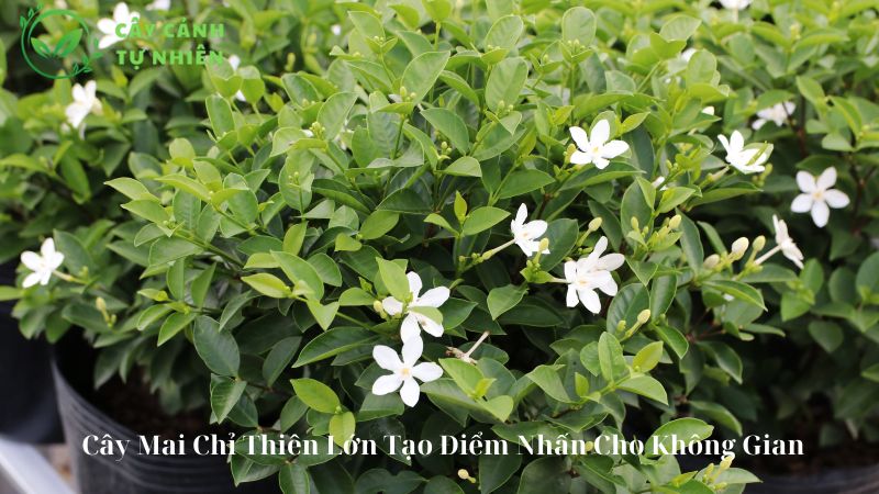 Cây Mai Chỉ Thiên Lớn Tạo Điểm Nhấn Cho Không Gian