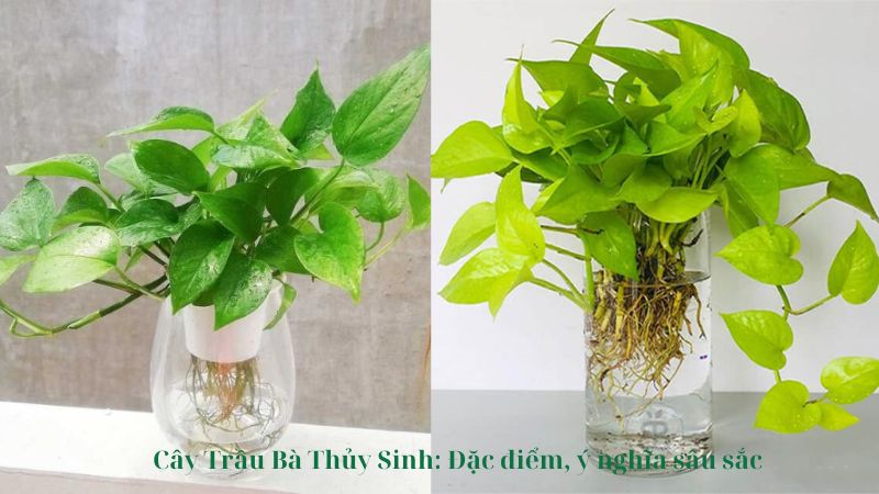 Cây Trầu Bà Thủy Sinh