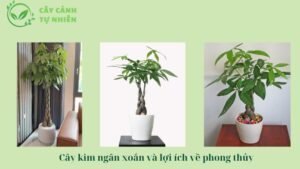 Cây kim ngân xoắn và lợi ích về phong thủy