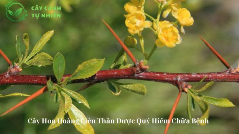 Cây Hoa Hoàng Liên Thần Dược Quý Hiếm Chữa Bệnh