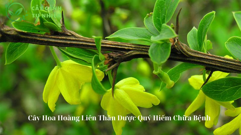 Cây Hoa Hoàng Liên Thần Dược Quý Hiếm Chữa Bệnh