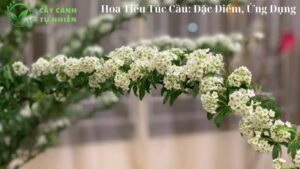 Hoa Tiểu Túc Cầu: Đặc Điểm, Ứng Dụng