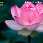 Tặng Hoa Sen Có Ý Nghĩa Gì