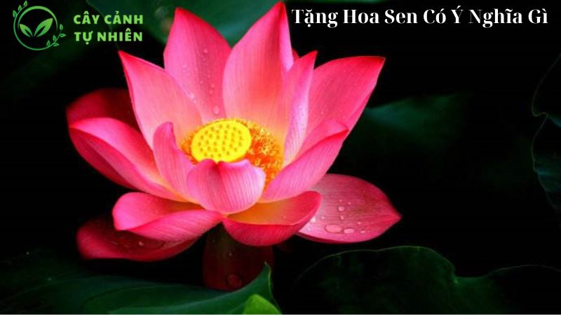 Tặng Hoa Sen Có Ý Nghĩa Gì