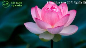 Tặng Hoa Sen Có Ý Nghĩa Gì