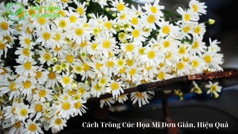 Cách Trồng Cúc Họa Mi Đơn Giản, Hiệu Quả