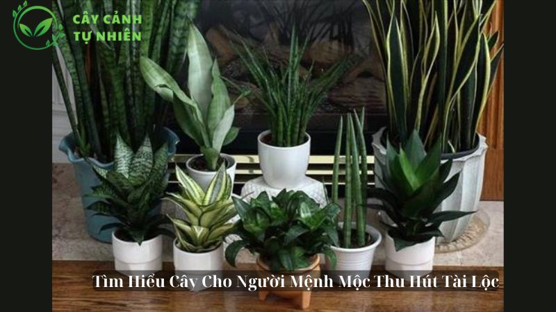 cây cho người mệnh mộc