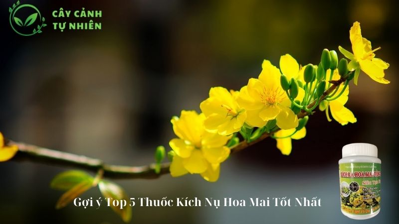 thuốc kích nụ hoa mai