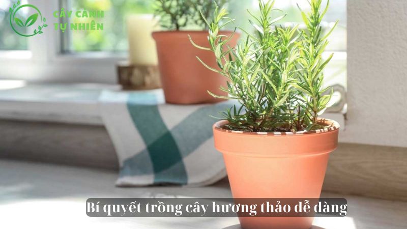 trồng cây hương thảo