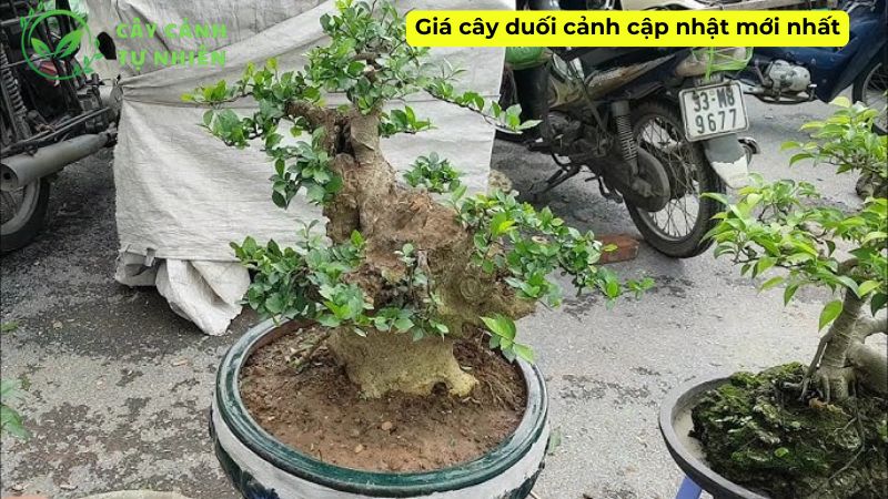 Giá cây duối cảnh