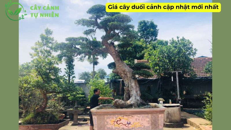 Giá cây duối cảnh cập nhật mới nhất